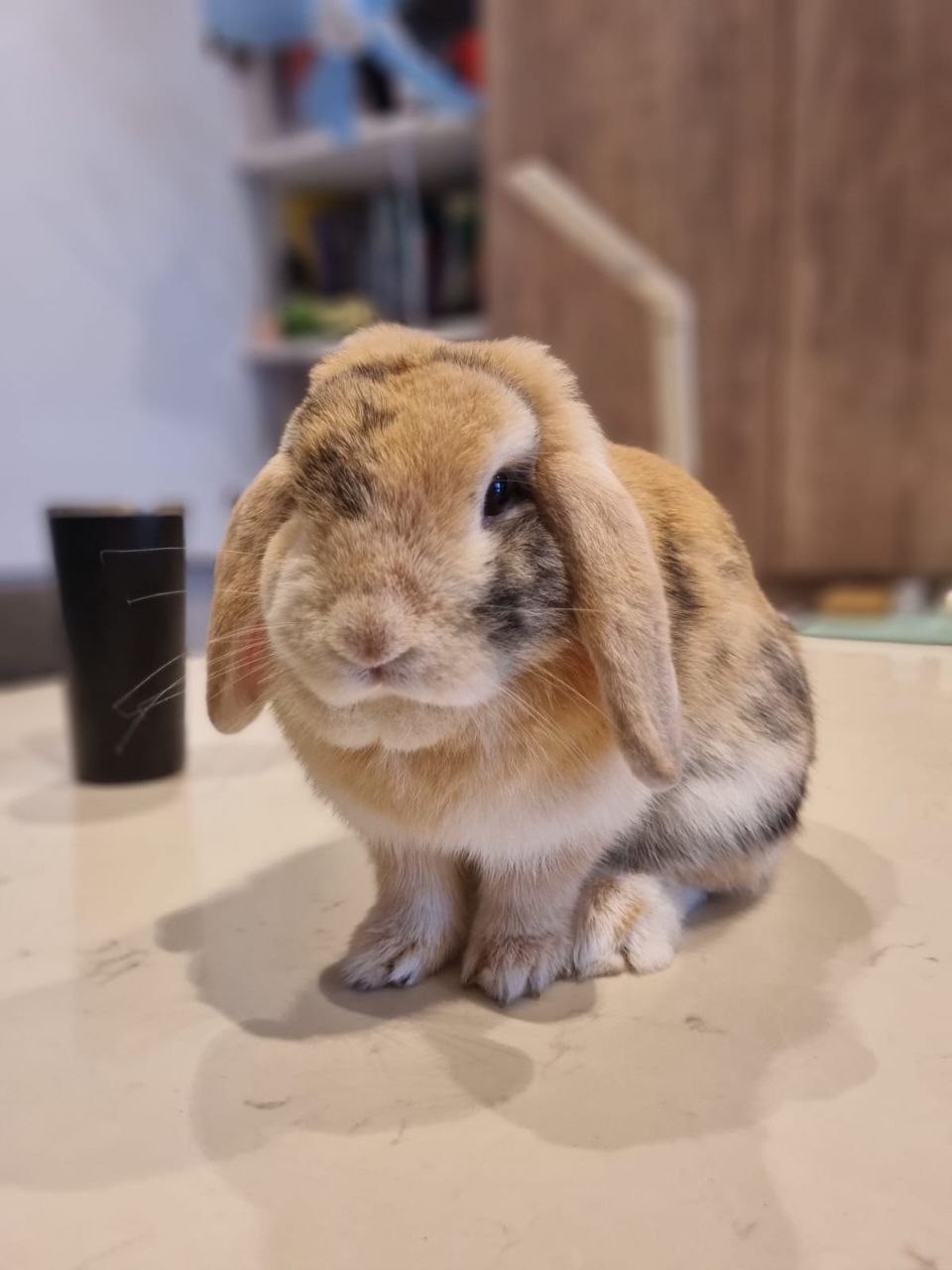 Noji